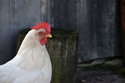 Close-up of rooster