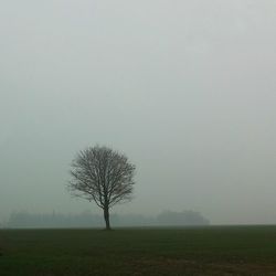 Bare trees on field