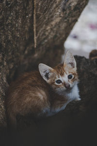 Close-up portrait of a cat on tree trunk