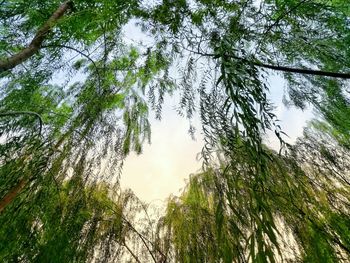 Low angle view of trees against sky
