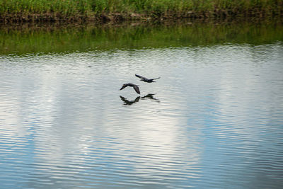 Birds flying over lake