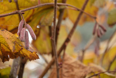 Close-up of leaves on tree during autumn