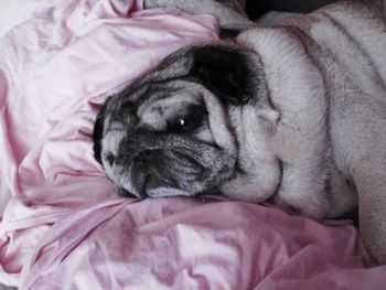 Close-up of dog sleeping on bed