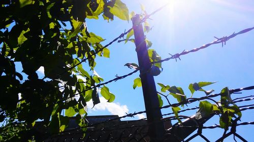 Low angle view of sun shining through trees