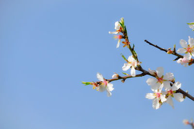 Low angle view of almond blossom against clear blue sky