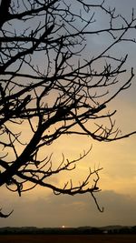 Bare trees against sky at sunset