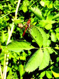 Close-up of insect on leaves