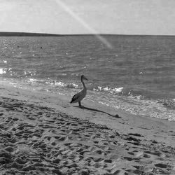 Seagull flying over sea