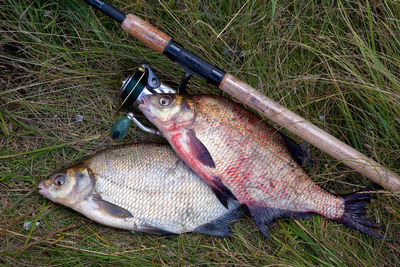 High angle view of fish on field