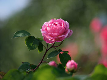 Close-up of pink rose