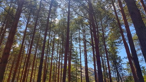 Low angle view of bamboo trees in forest