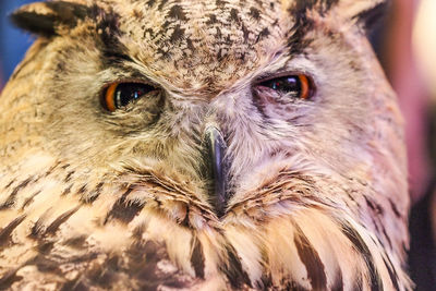 Close-up portrait of owl