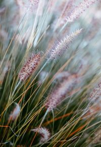 Close-up of dandelion on field