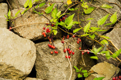 High angle view of red berries on rock