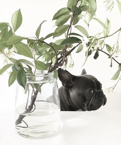 Plant in jar on table by french bulldog