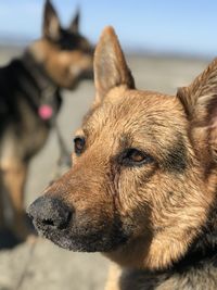 Close-up of a dog looking away