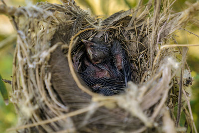 Close-up of bird in nest