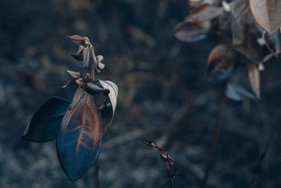 Close-up of plant against blurred background outdoors