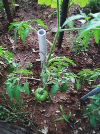 High angle view of plants growing on field