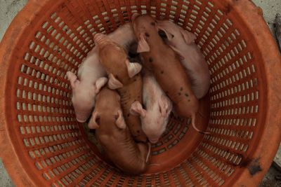 High angle view of cat sleeping in basket