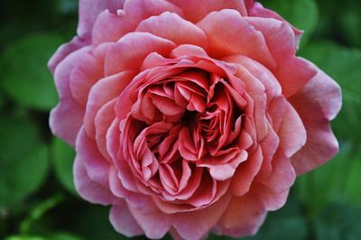 Close-up of pink rose