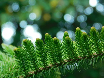 Close-up of pine tree