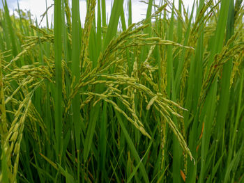 Close-up of wheat growing on field