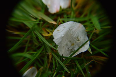 Close-up of leaves against blurred background