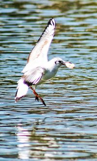 Close-up of bird flying over water