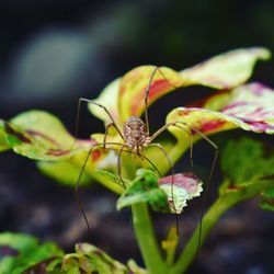 Close-up of insect on plant