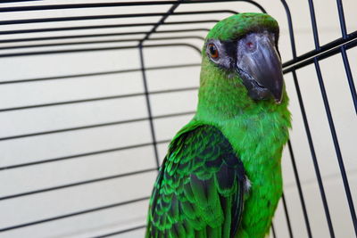 Close-up of parrot in cage