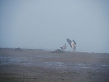 Bird on a field