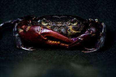 Close-up of crab on table