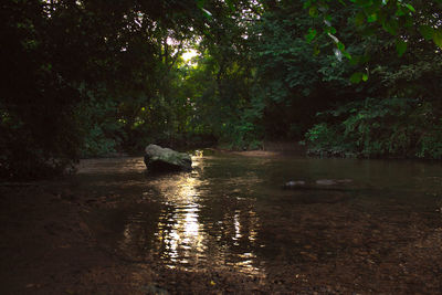 Scenic view of river in forest