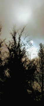 Low angle view of silhouette trees in forest against sky