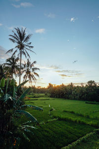 Scenic view of palm trees on field against sky at sunset