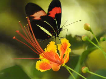 Close-up of butterfly perching on flower