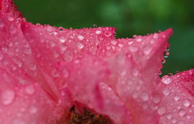 Close-up of raindrops on pink rose