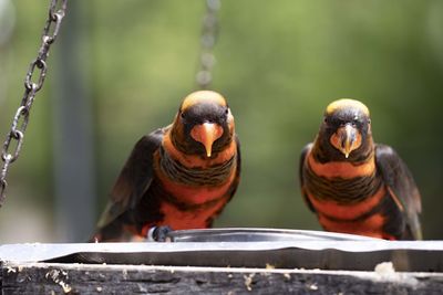 Close-up of birds perching on wood