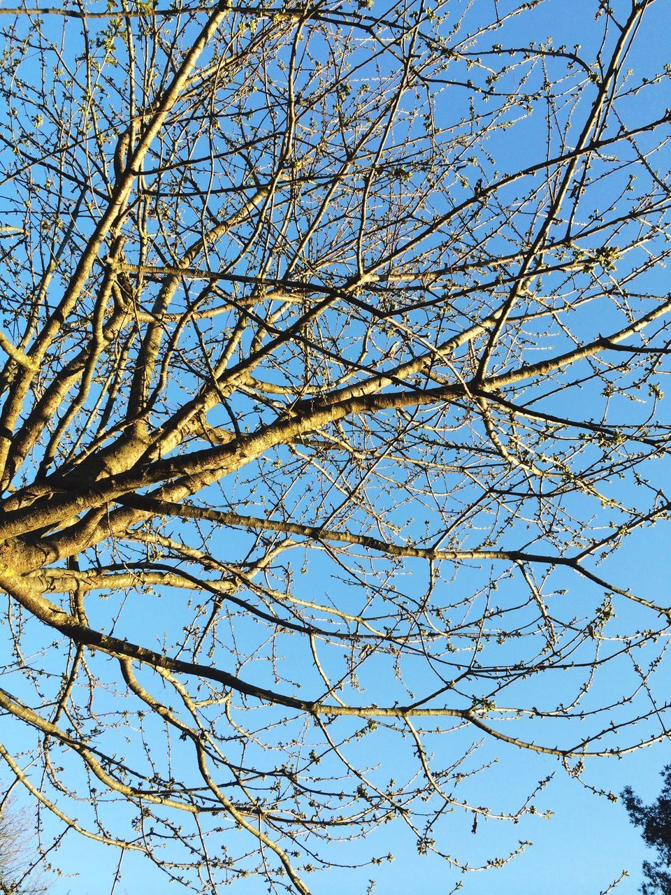 low angle view, branch, tree, clear sky, blue, nature, growth, bare tree, sky, beauty in nature, day, outdoors, tranquility, no people, backgrounds, high section, sunlight, full frame, scenics, twig