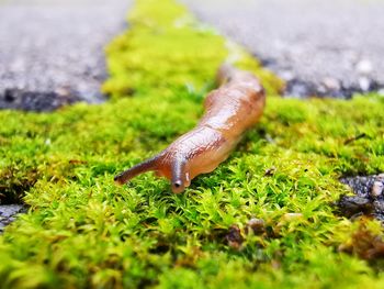 Close-up of snail on grass