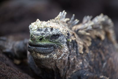 Close-up head on portrait of marine iguana amblyrhynchus cristatus crawling over rocks galapagos. 