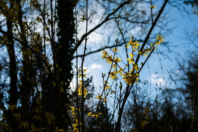 Close-up of flowering plant against trees