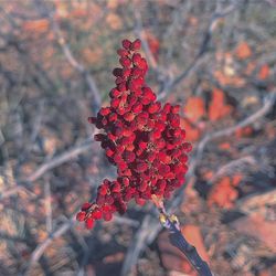 Close-up of red flower growing on tree