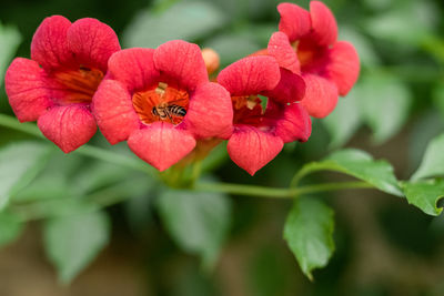 Close-up of red flowering plant