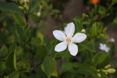 Close-up of white flowering plant