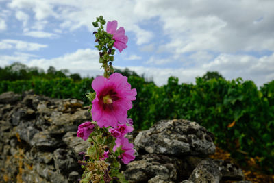 Close-up of pink flowering plant