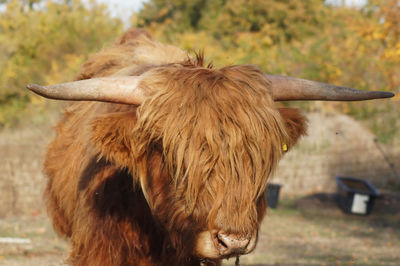 Cow looking away on field