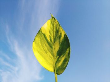 Close-up of plant against blue sky