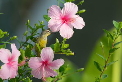 Close-up of pink flower blooming outdoors